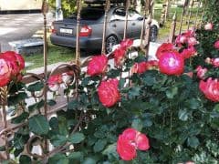 Car Image Blur